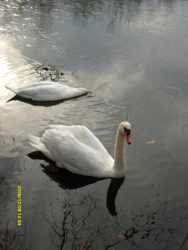 Swan Pair 2
